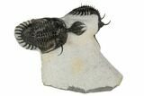 Double Spiny Walliserops Trilobite Specimen - Timrzit, Morocco #189994-1